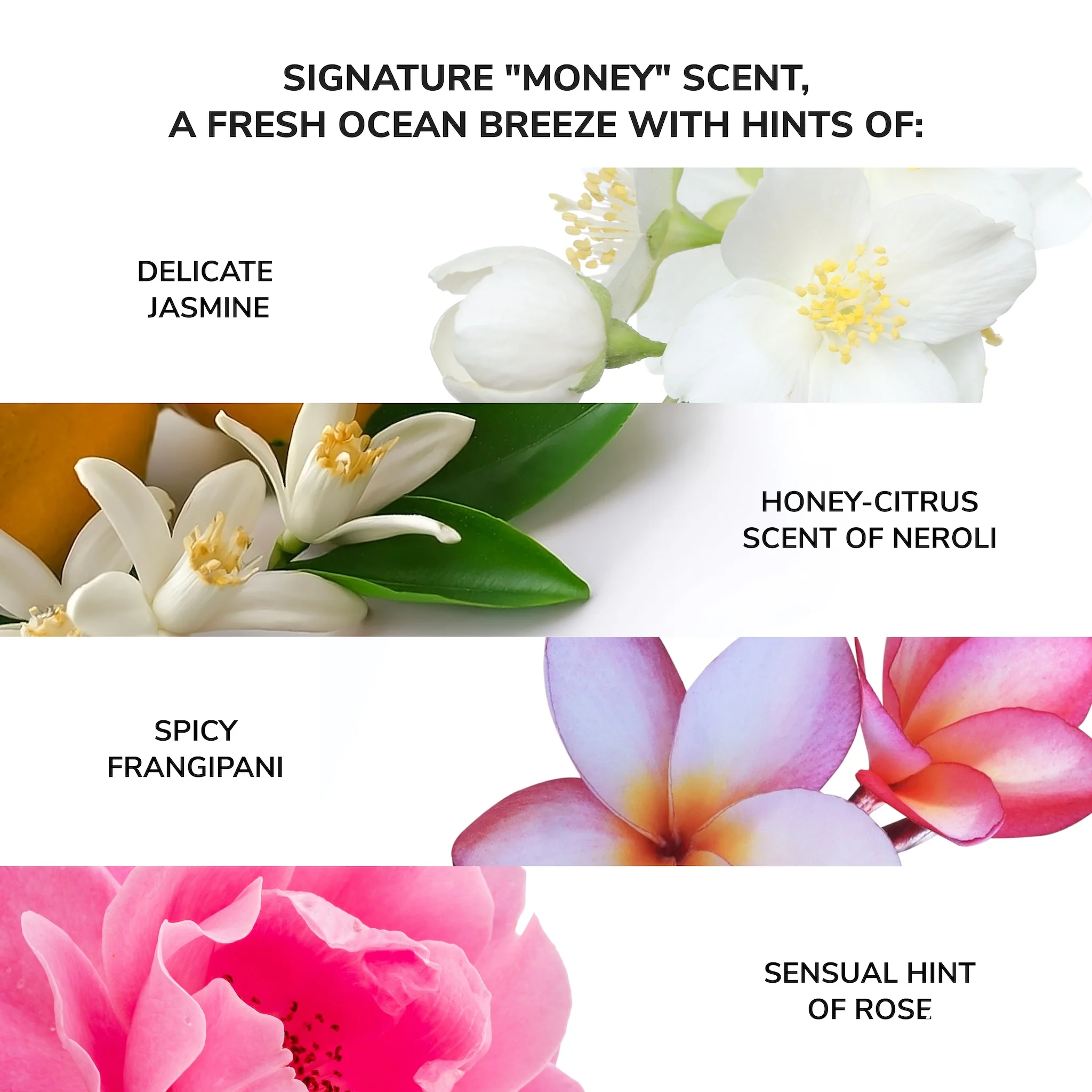 Money Laundering Hydrating Shampoo - Image 5